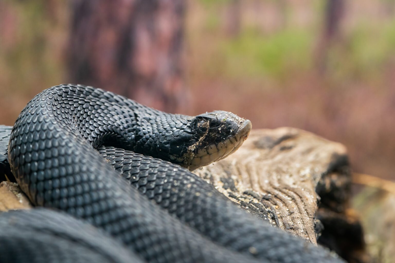 Hammocks Beach State Park Sensational Snakes › North Carolina Science