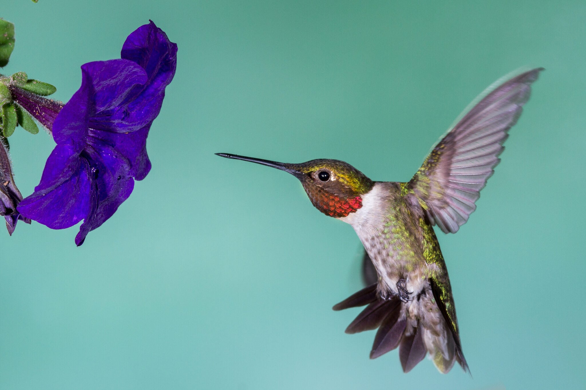 Pollinator Week 2026: Life on a Leaf and the Wonders Right Outside Your ...