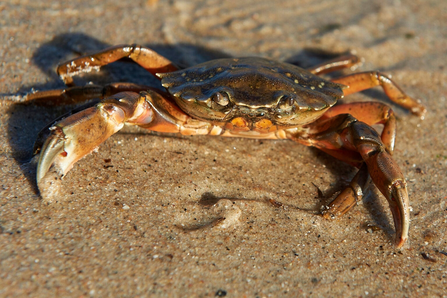 Museum of Coastal Carolina: Bewildering Biofacts – Crab Shells › North ...