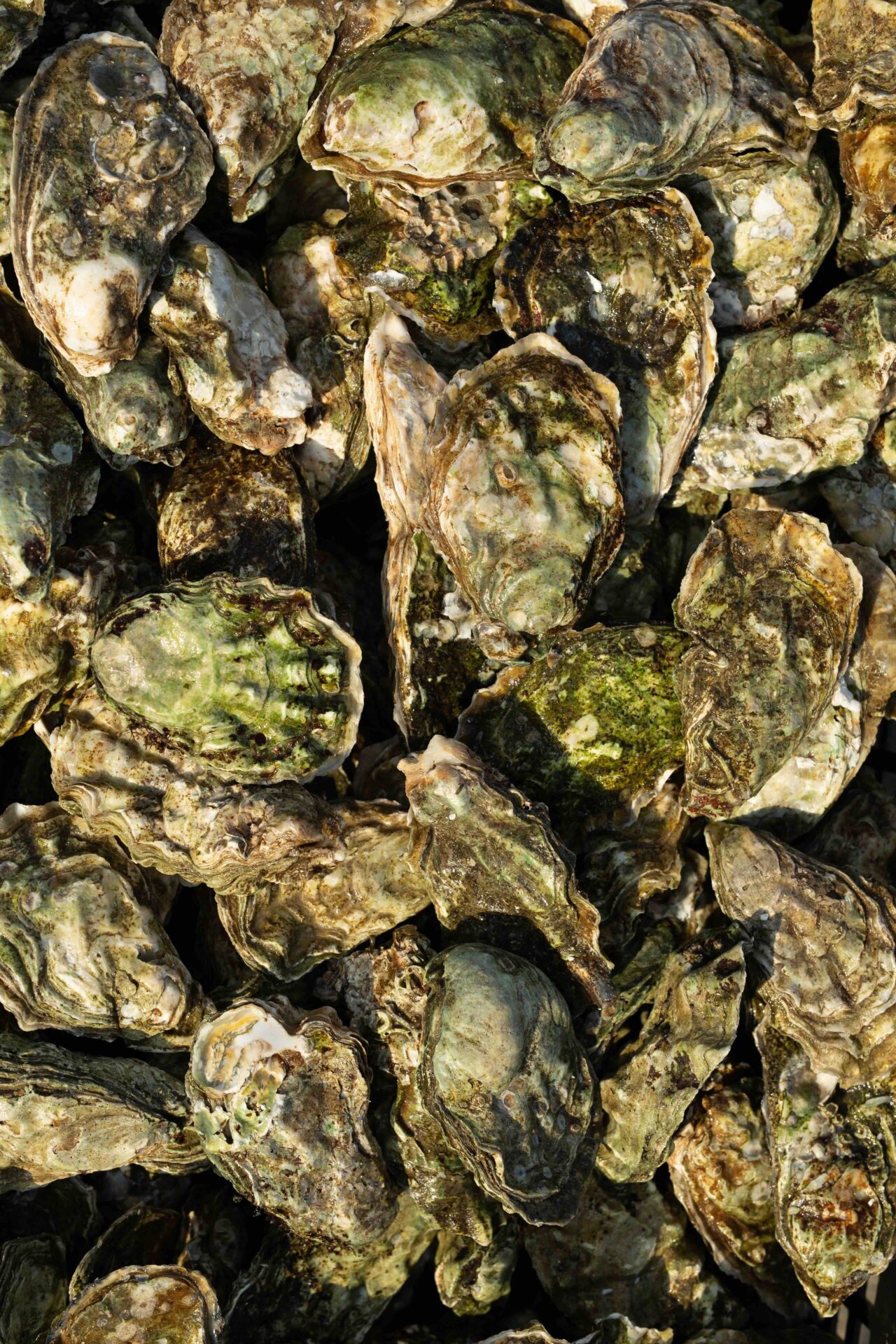 oysters