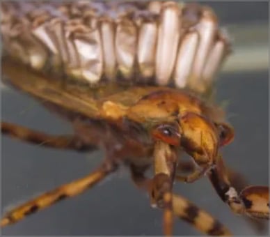 ecoEXPLORE: World’s Best Insects (Virtual) › North Carolina Science Trail