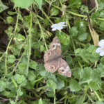 daniel stowe butterfly den