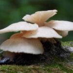 mushrooms