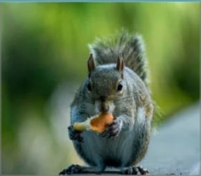 eco-EXPLORE_Harris-Lake-squirrel