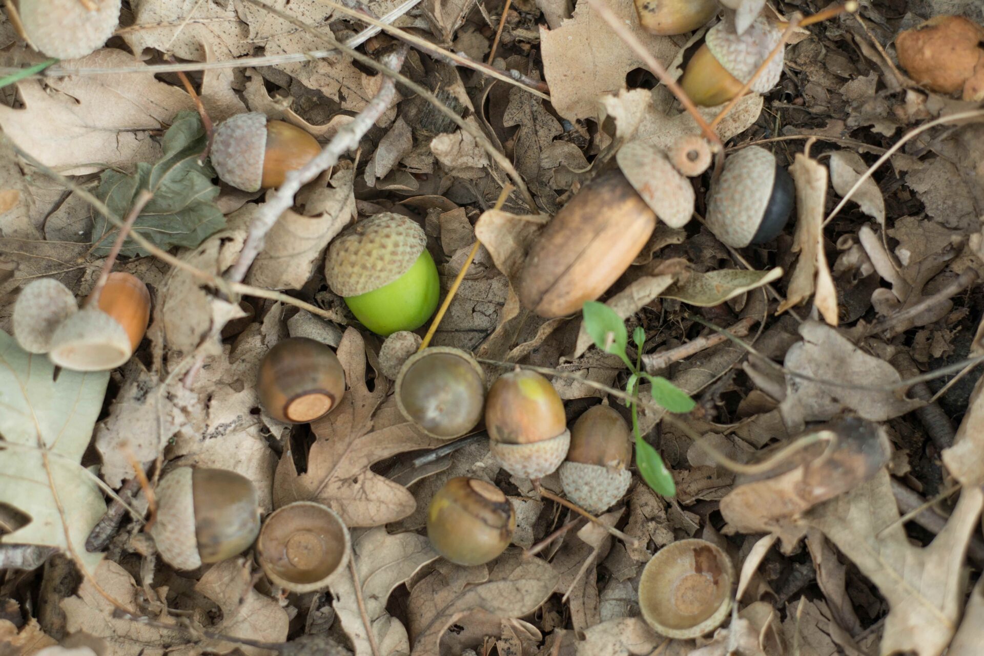 Attachment Details fallen-oak-leaves-and-acorns-in-autumn