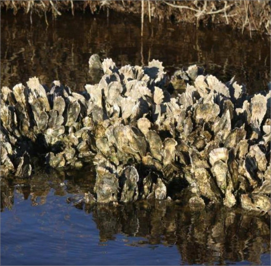 oyster bed