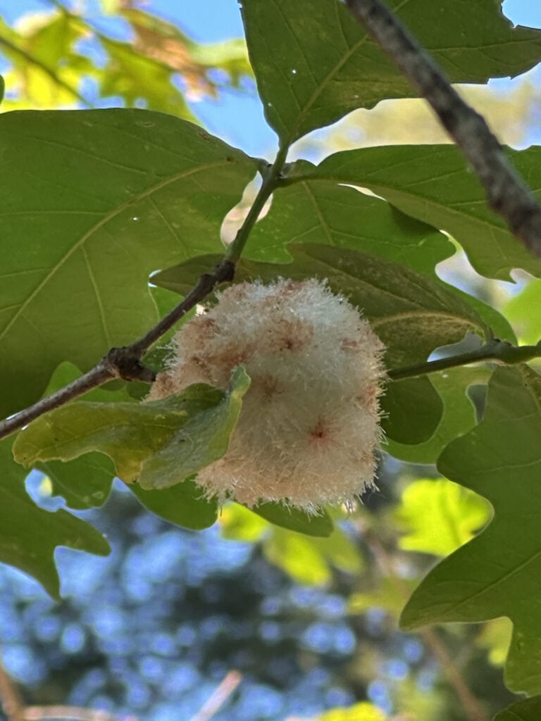 OakwithWoolSowerGallWasp