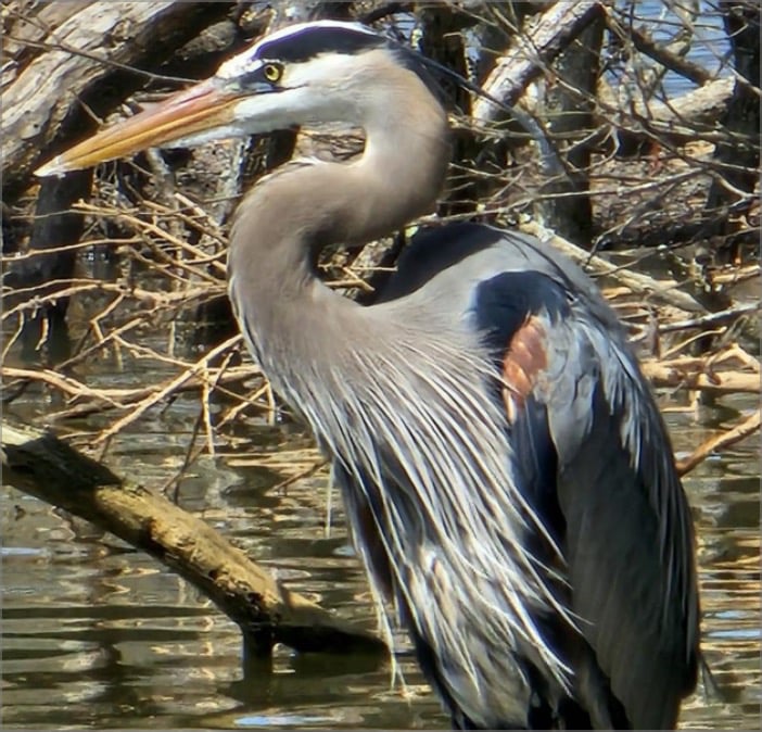 Great Blue Heron
