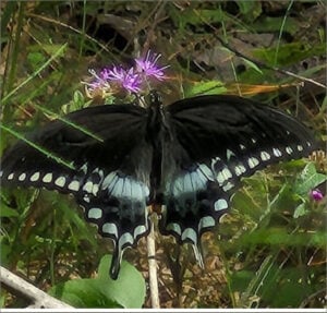 butterfly