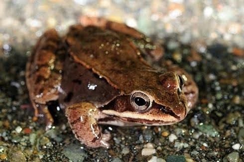 toad