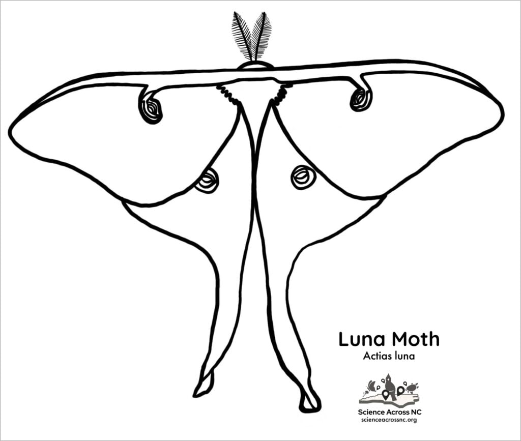 luna moth