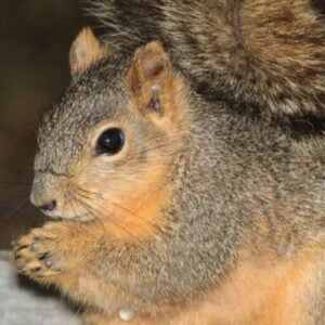 squirrel