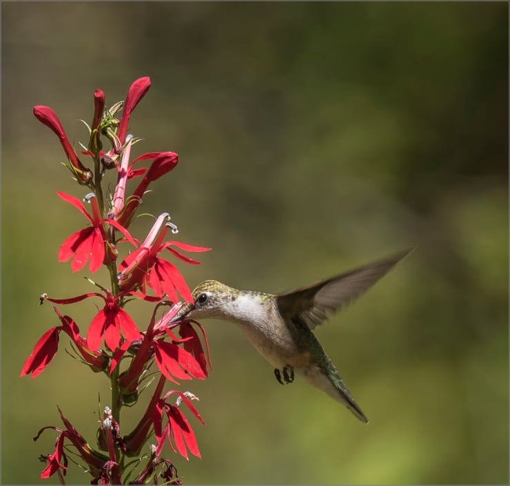 hummingbird