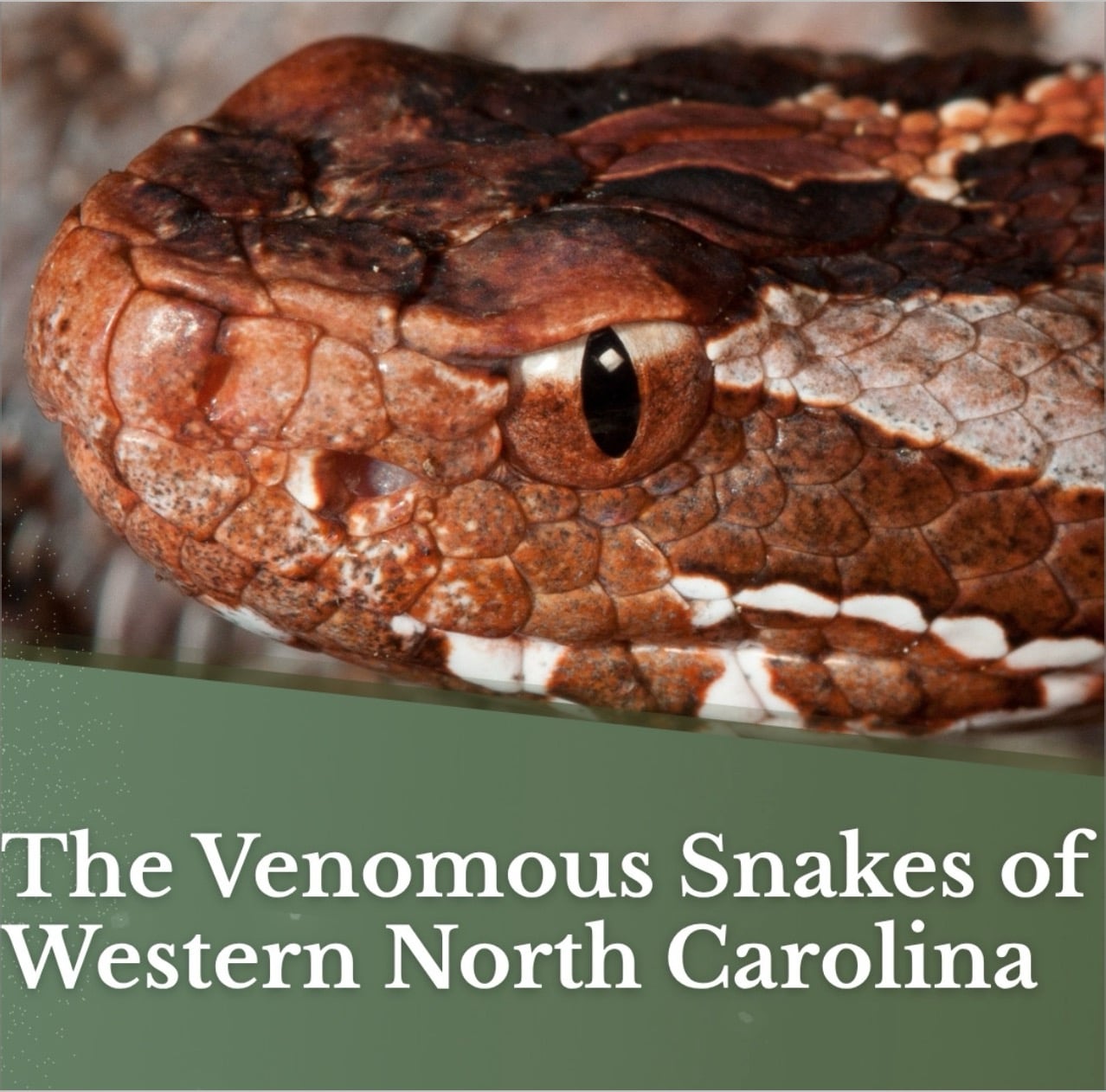 venomous snakes