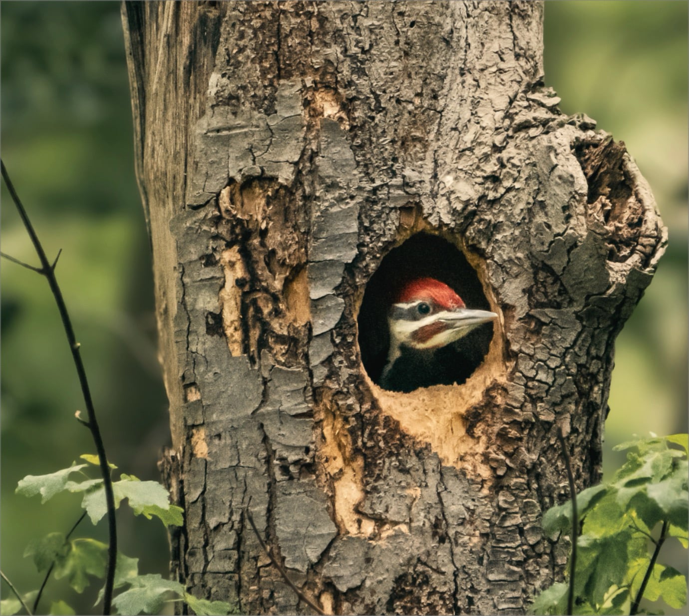 woodpecker